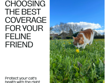 Chart showing best cat insurance plans