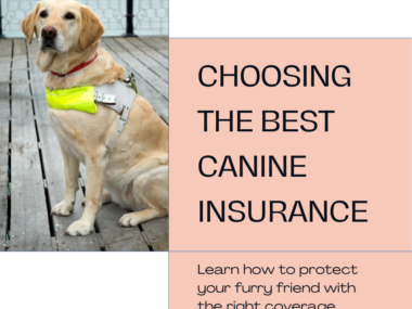 A detailed chart comparing the best pet insurance plans for dogs